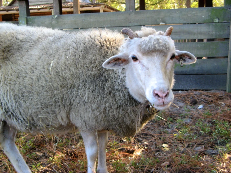 a sheep is standing outside next to a fence