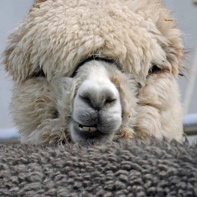 a white llama with gy hair has its face down on the ground