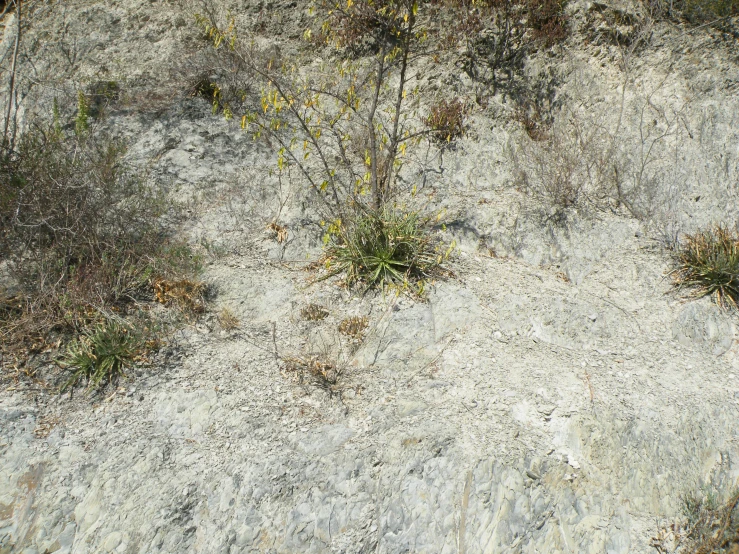 plants grow through dirt on the edge of the hill