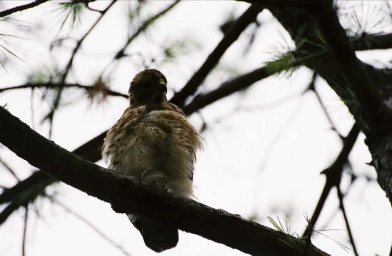 a bird perched on top of a tree nch