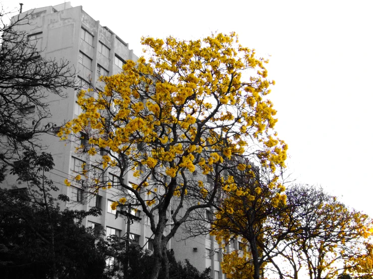 yellow leaves and black trees in front of a large building