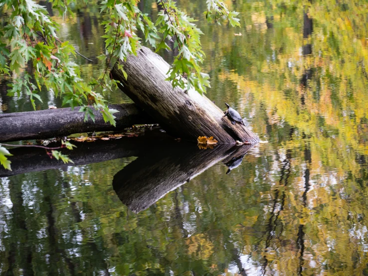 a bird sitting on the side of a fallen tree in water