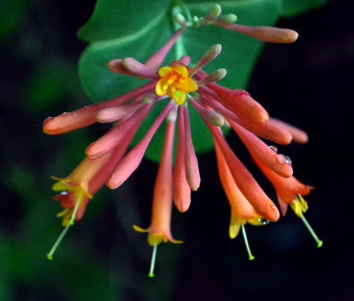 a pink and yellow flower with green leaves