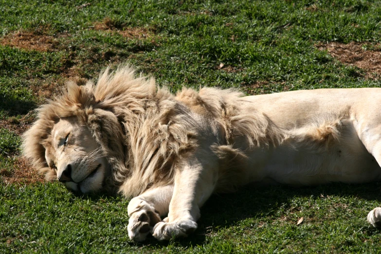 a white lion is laying in the grass