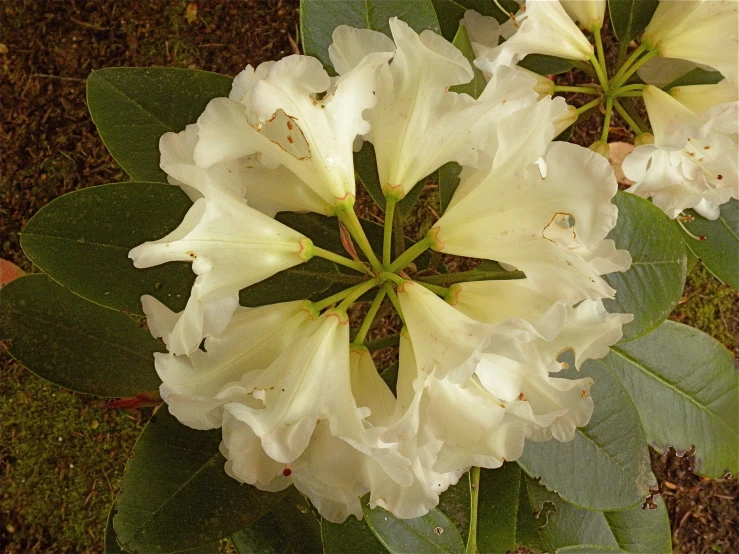 a flower that is blooming on a plant