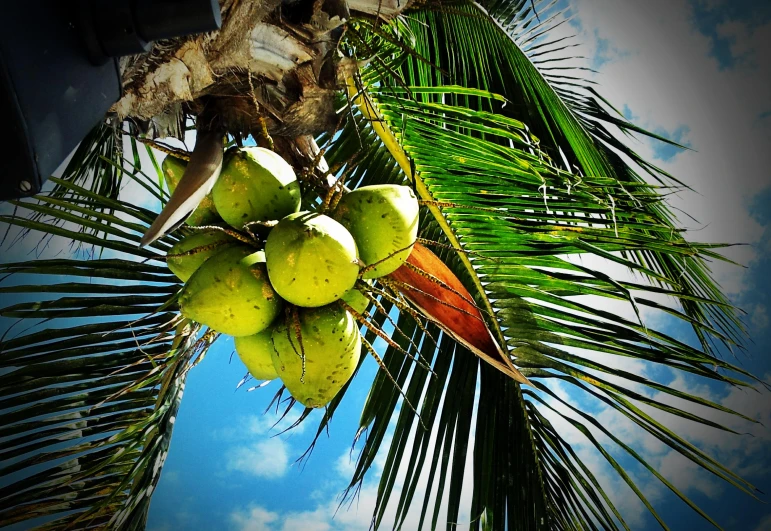 there is a large bunch of coconuts hanging from the tree