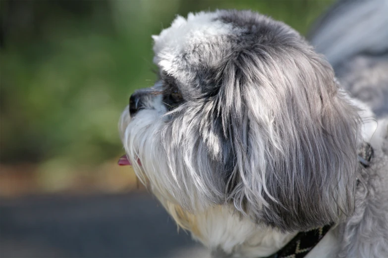 a dog with grey fur and a black collar