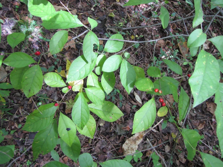 several green leaves and berries on the ground
