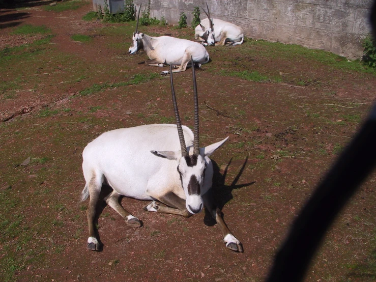 three horned animals lying in the grass while tied to rope