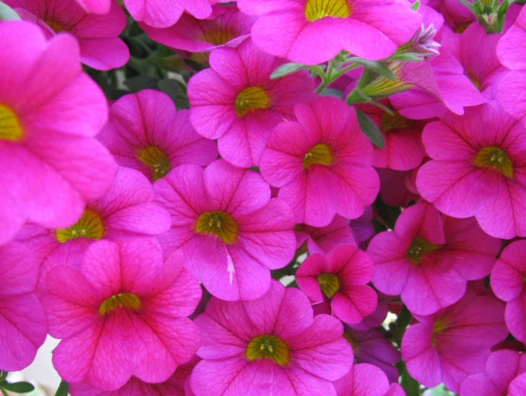 a cluster of pink flowers are pictured in this image