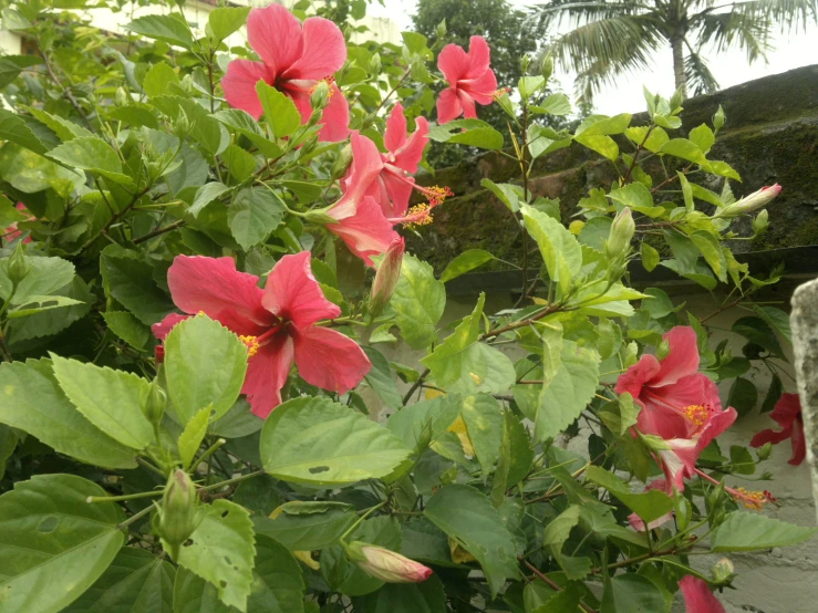 red flowers blooming in a pot in the garden