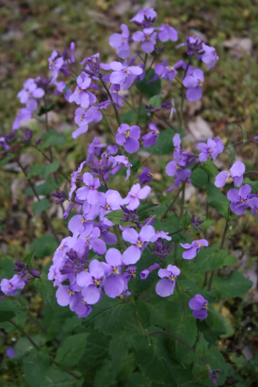 purple flowers on a field of grass next to leaves