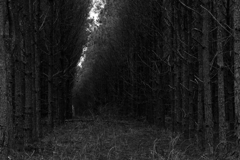 the black and white po shows a dark path in the woods