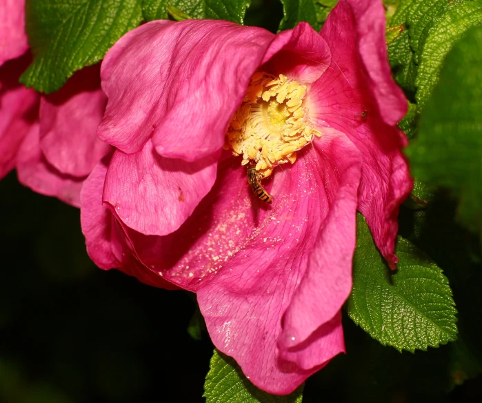 a bee is on the top of a pink flower