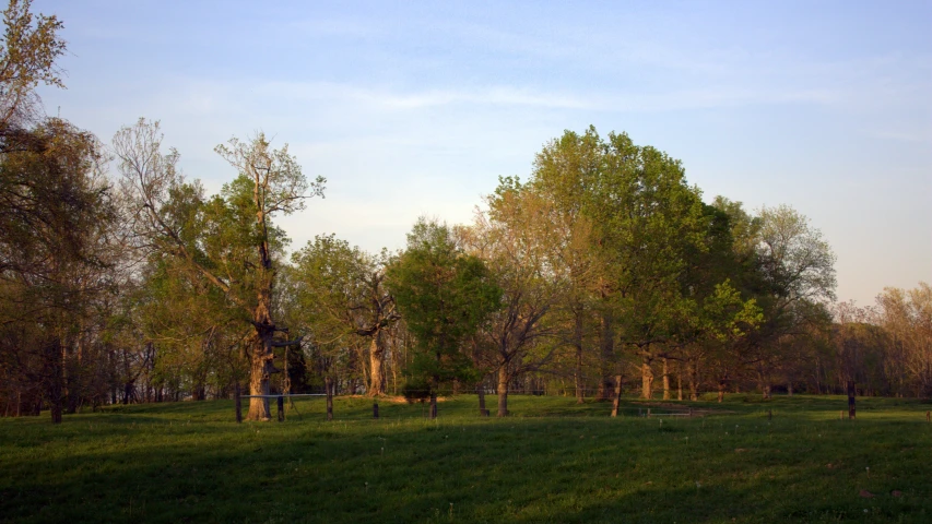 a lush green forest filled with lots of trees