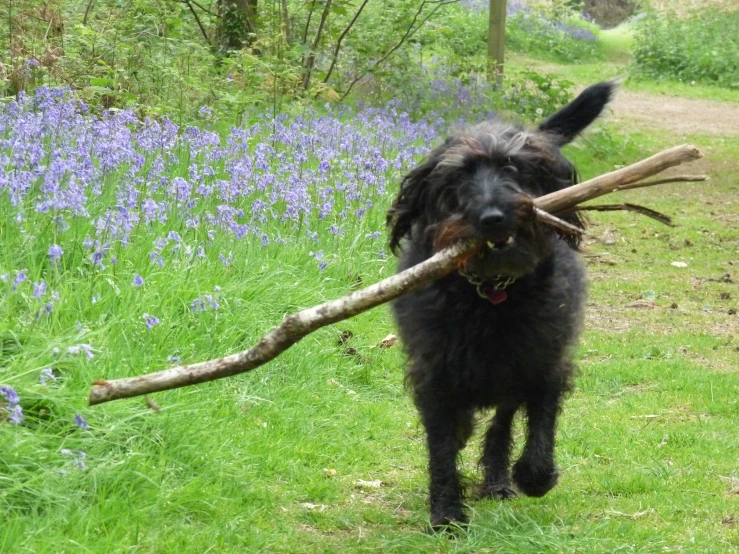 an animal holding a stick in it's mouth