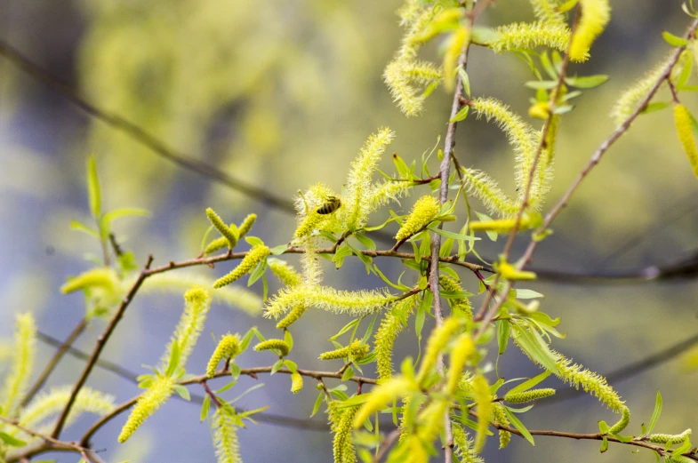 a yellow tree has green flowers and some buds