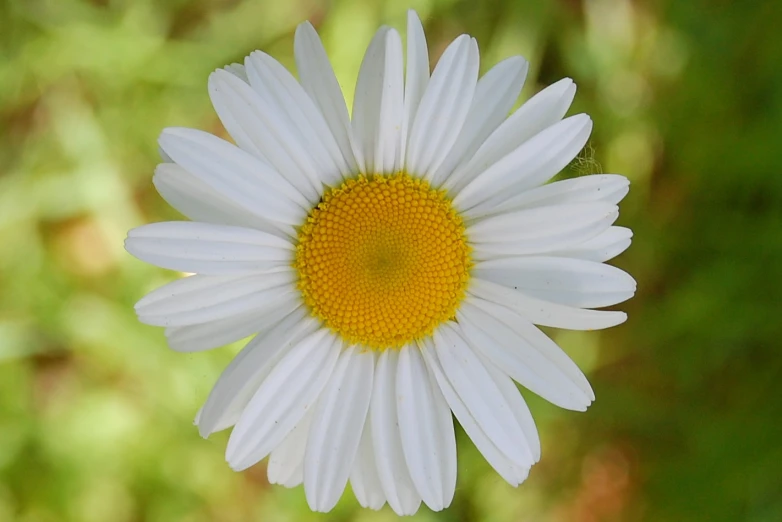 a close up view of a white and yellow daisy