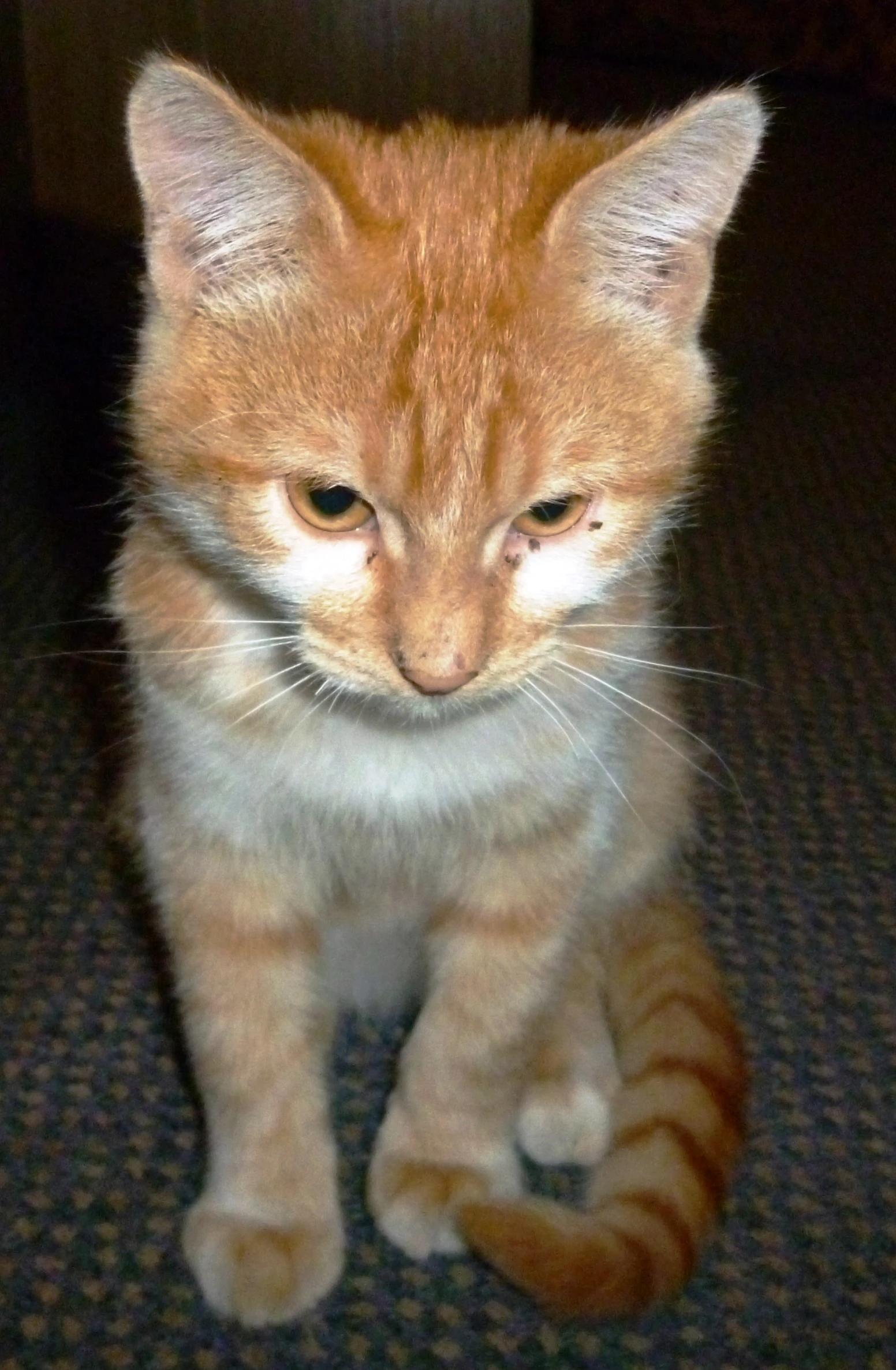 an orange cat sitting down on a black floor