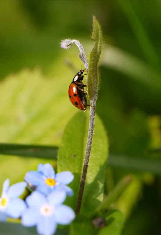 there is a red ladybird sitting on top of a blue flower