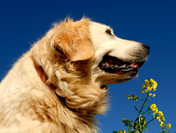 a close up of a dog near yellow flowers