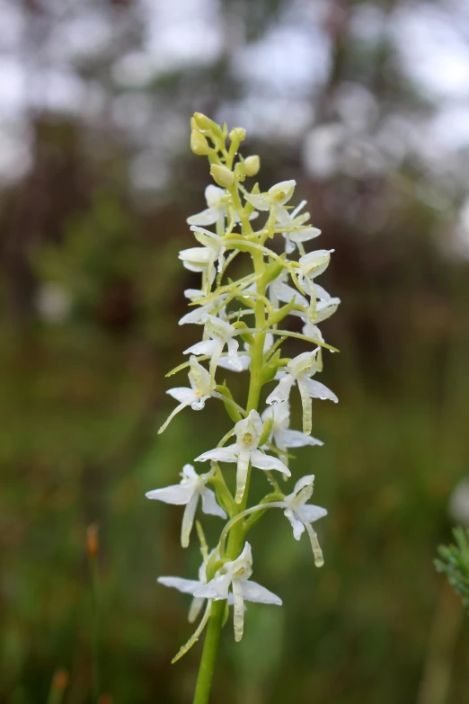 flowers that are white and green in the grass