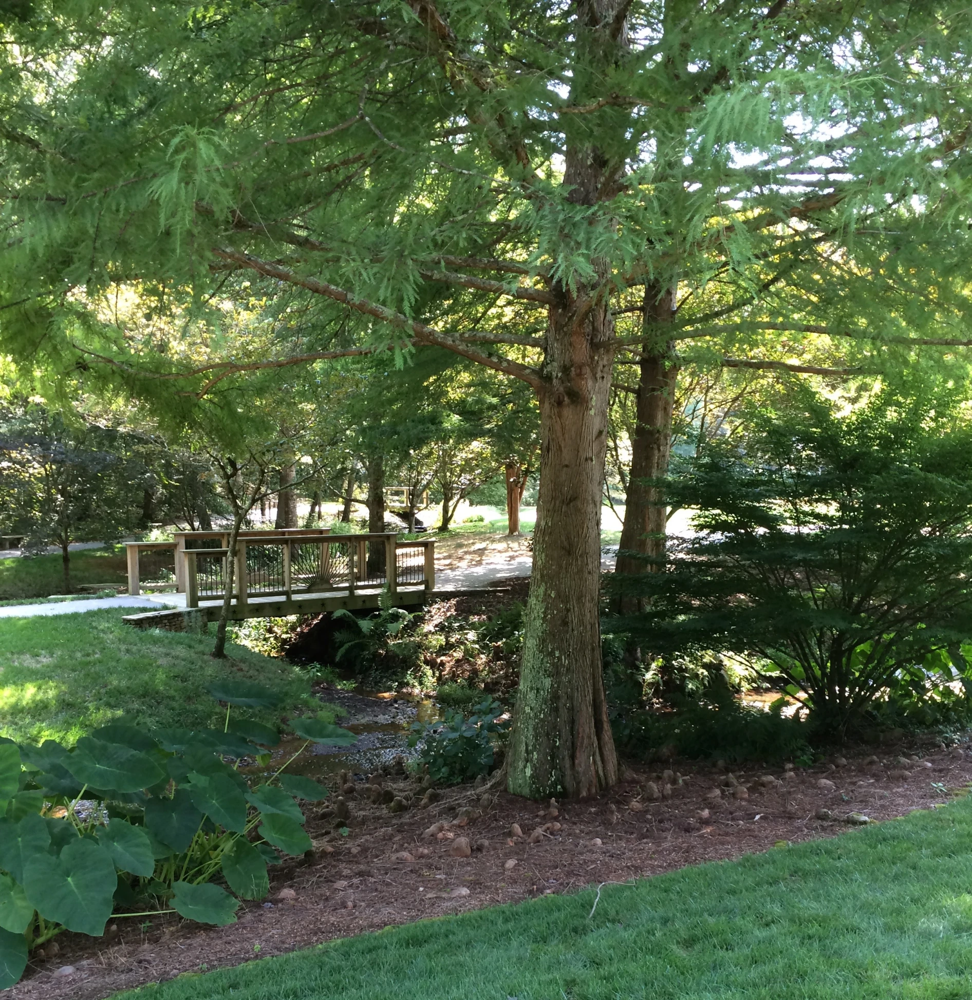 a bench sitting next to a tree in the middle of a lush green forest