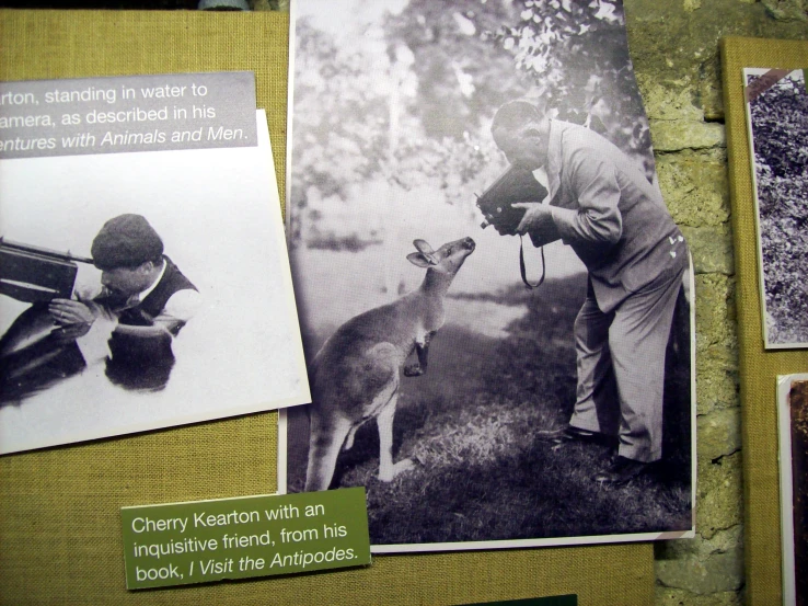 many pictures and captions about a person feeding a kangaroo