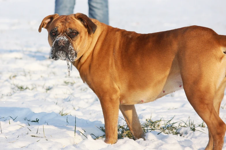 dog standing in snow with one leg on the ground