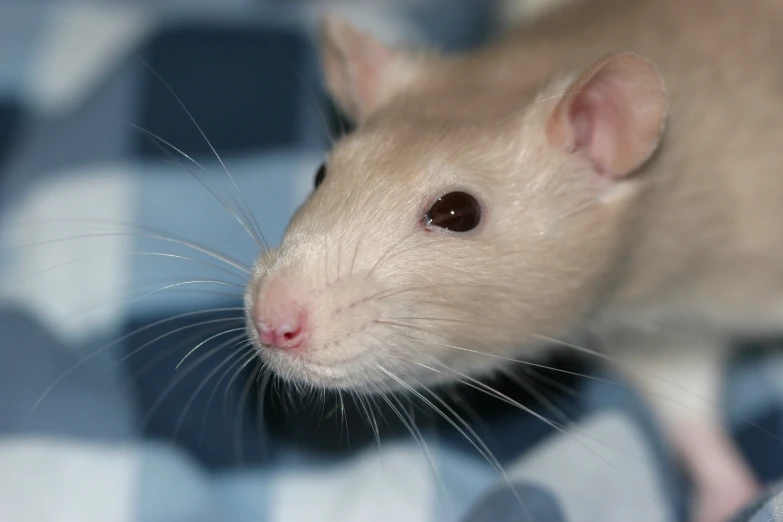 a rat looking into the camera lens