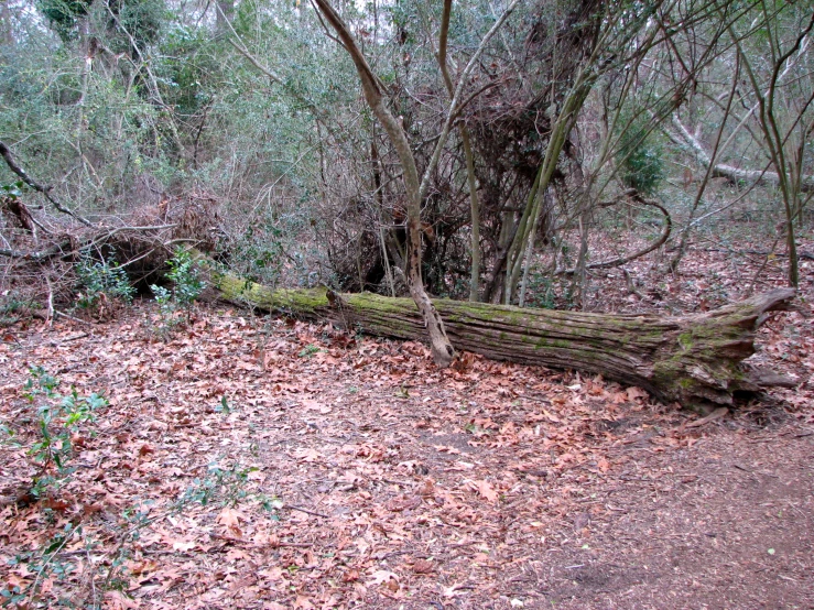 a tree that has been split apart by the ground