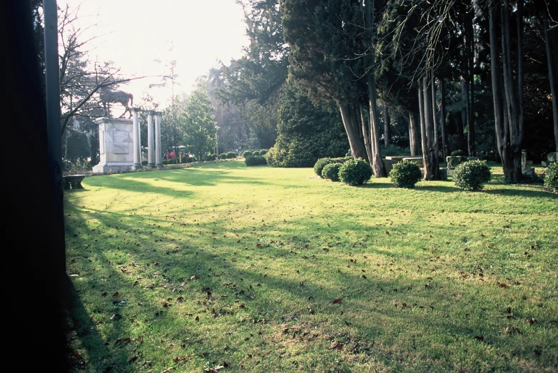 a grassy yard that has several bushes in it