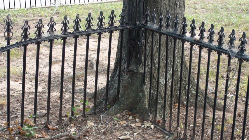 a fence and tree with a patch of grass in the foreground