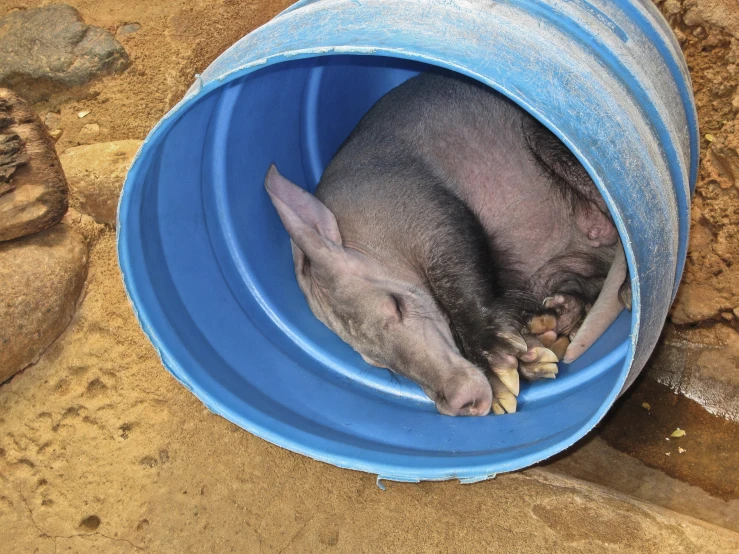 the small pig is sleeping in its blue barrel