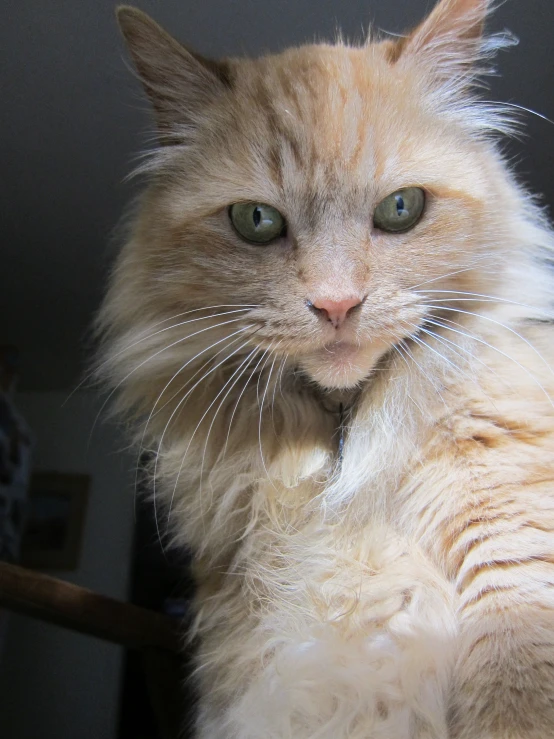 closeup of an angry looking cat on a leash