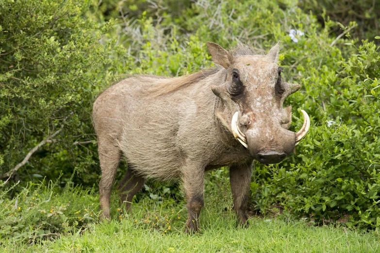 a warthog with its horns out on the grass