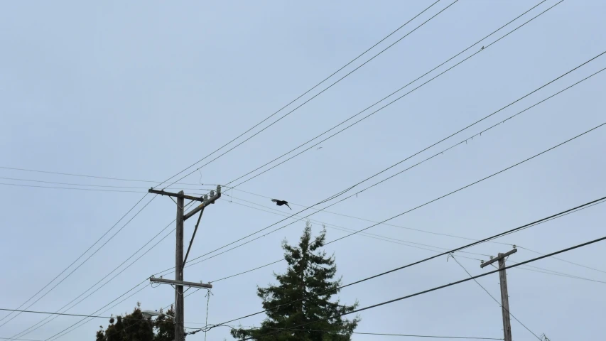 birds sitting on telephone poles with power lines in the background