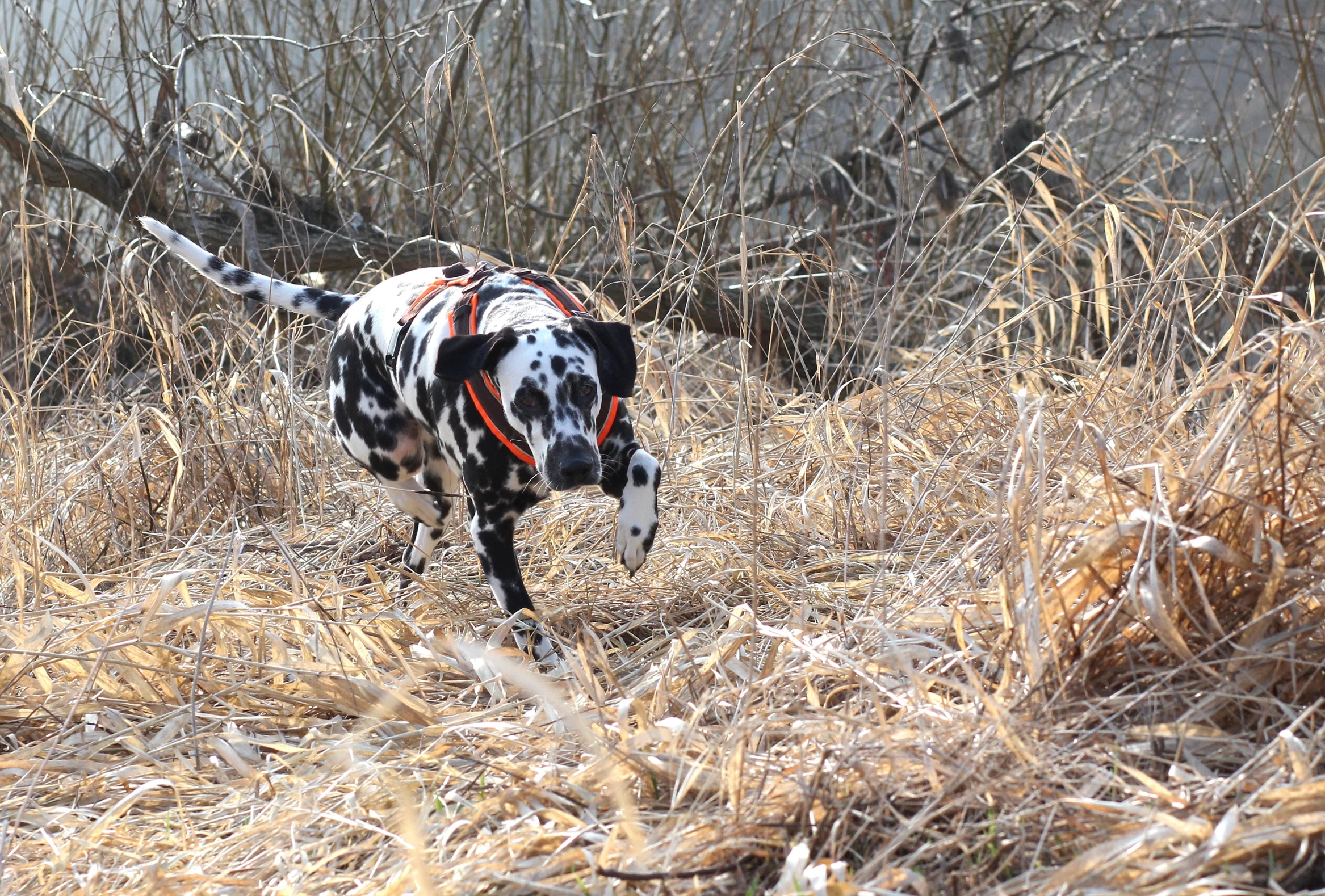 the spotted dog is walking through tall dry grass