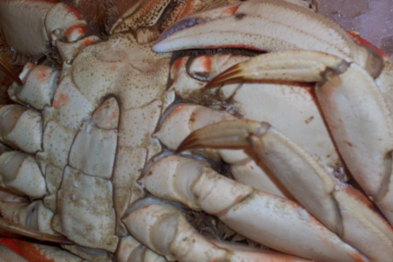 the crabs are covered with brown spots