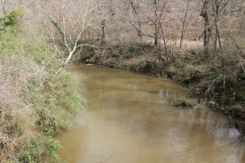 a small creek running through a forest filled with lots of trees