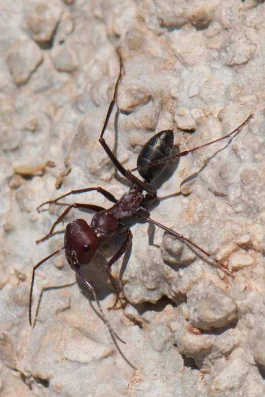 a red antelope walking across rocks and dirt