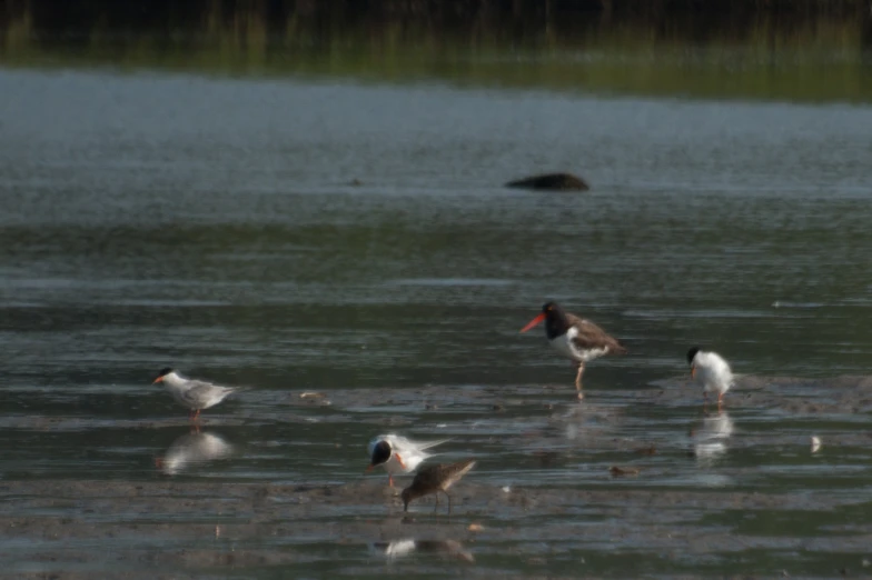 some water birds and plants in the background