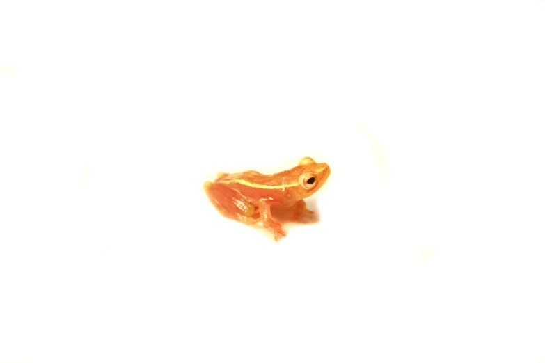 a goldfish in the water with a white background