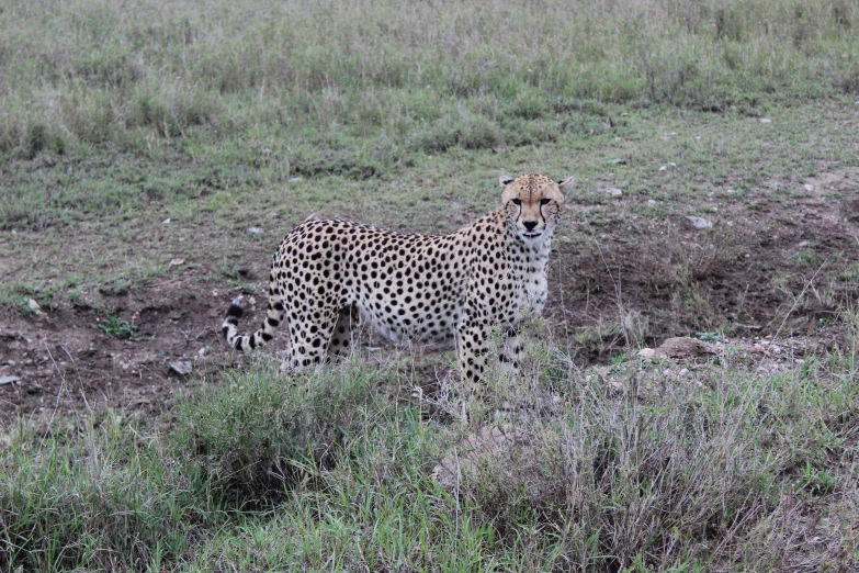 a cheetah is in a field, with a grass area