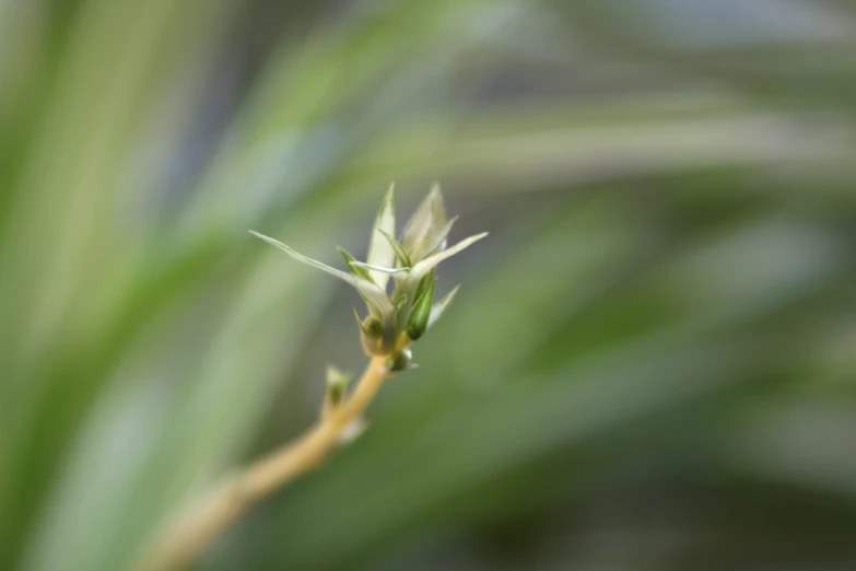 an extreme closeup of the top of an artificial plant stem