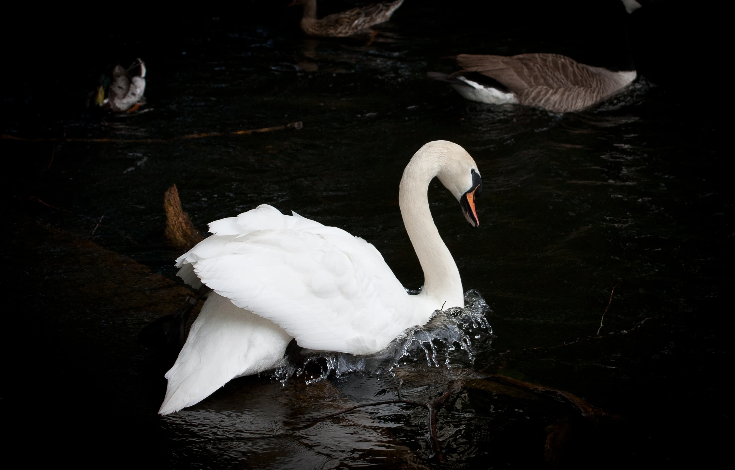 a swan with it's beak hanging out while swimming