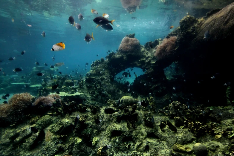 an ocean area with various small colorful fish