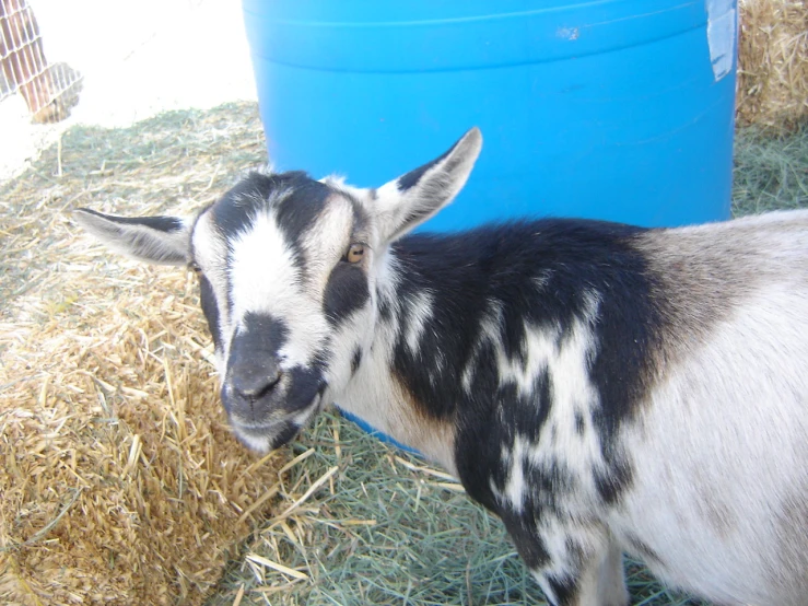 a goat stands in the hay next to a blue bucket