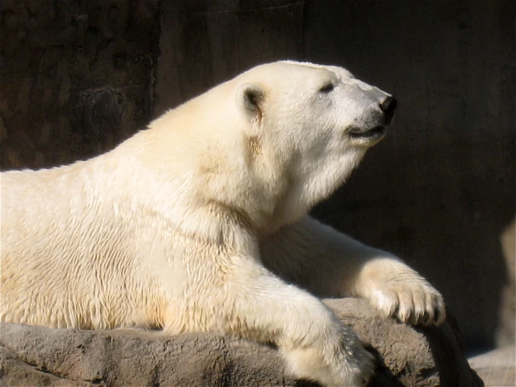 a white polar bear laying on the rocks