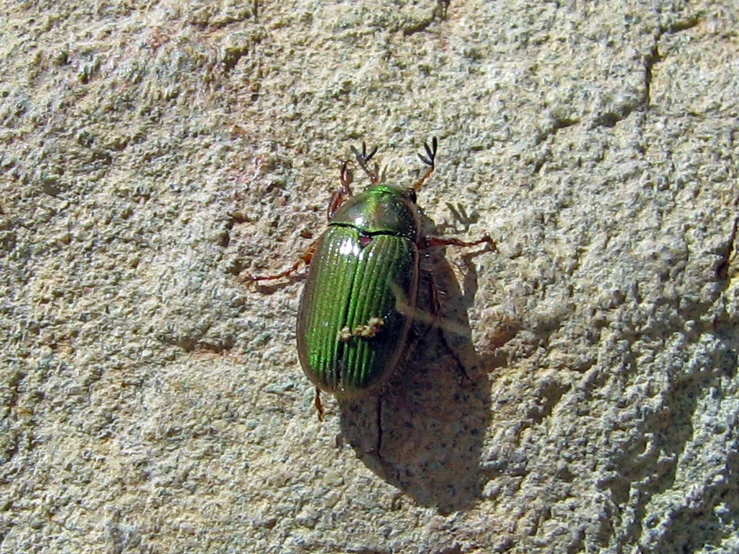 a beetle is standing on the side of a white rock